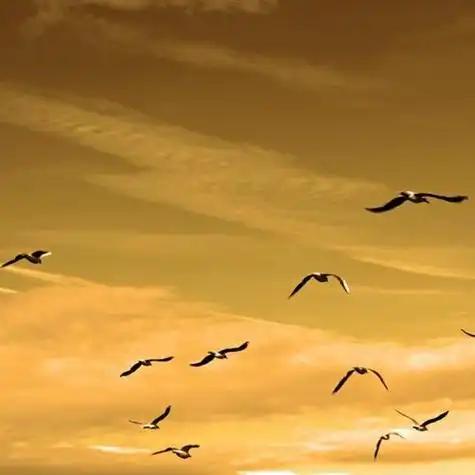 展翅飞翔的海鸥送给喜欢用海鸥做头像的人