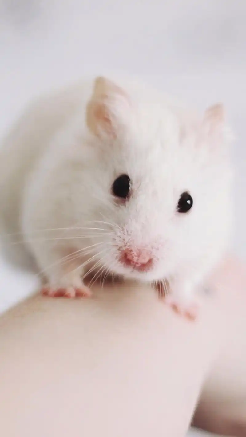 可爱小仓鼠呆萌高清手机壁纸图片,动物,可爱,高清,呆