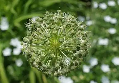 这种"起阳草"被誉为春季第一菜,好处多到不敢想,错过再等一年