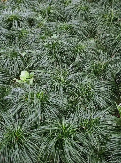 麦冬有什么生活习性