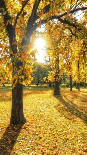 公园,树木,草,树叶,秋天,日落