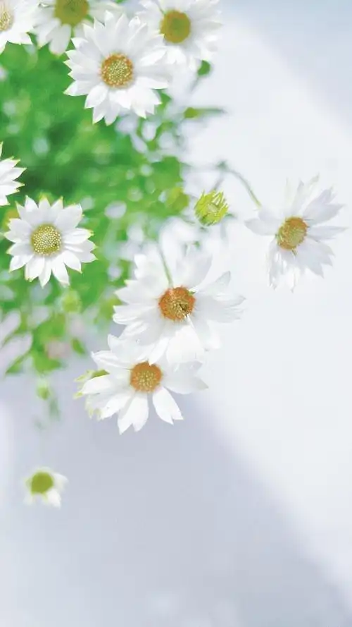 清新淡雅小雏菊微距摄影