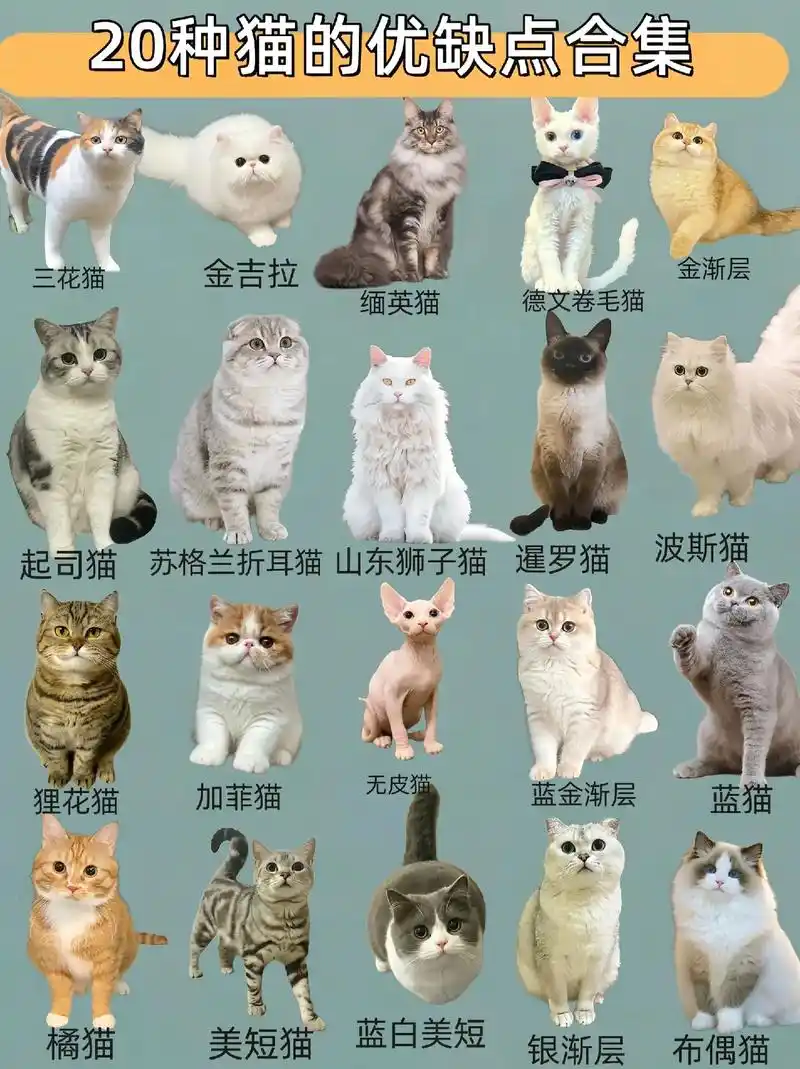 20种猫的优缺点合集,选猫指南朋友们,准备迎接小猫咪的你, - 抖音