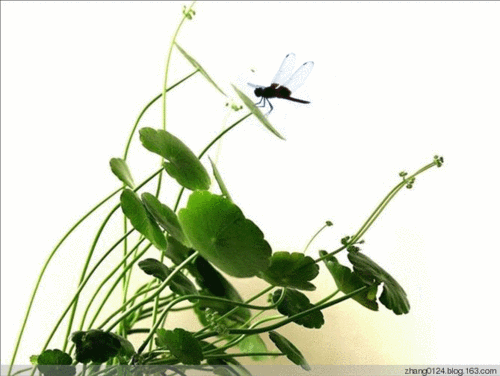 【转载】蜻蜓立上尖尖角