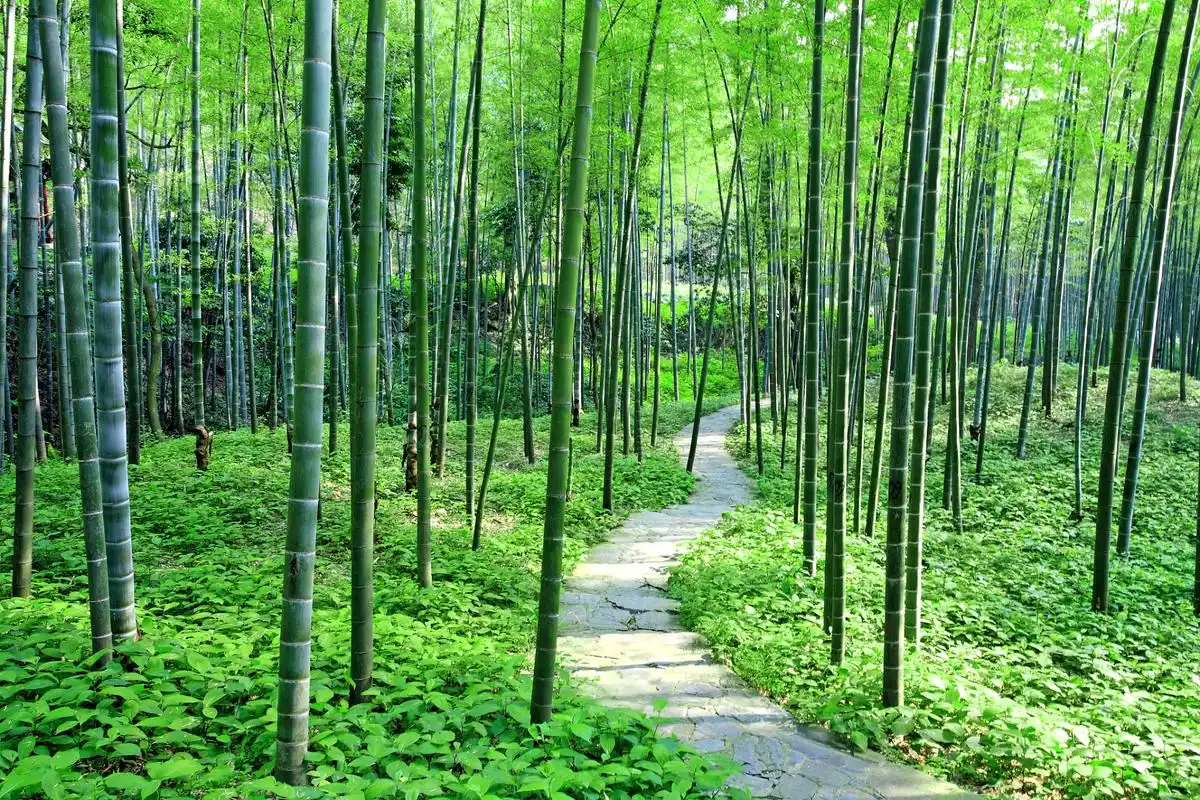 宜兴竹海风景区是一个以竹林为主题的国家aaaa级旅游区,位于江苏省