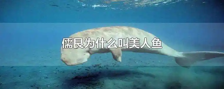 儒艮为什么叫美人鱼
