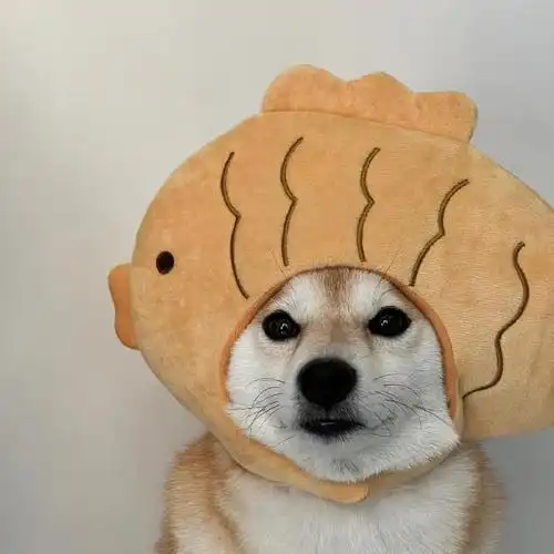 来一波小狗头像～    #柴犬##小狗掉的小乳牙##柴犬萌照分享#  94