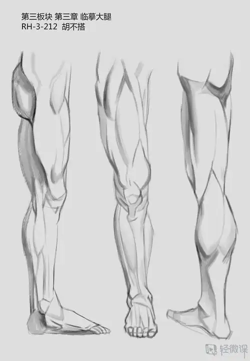 临摹腿—腿部人体肌肉结构入门训练