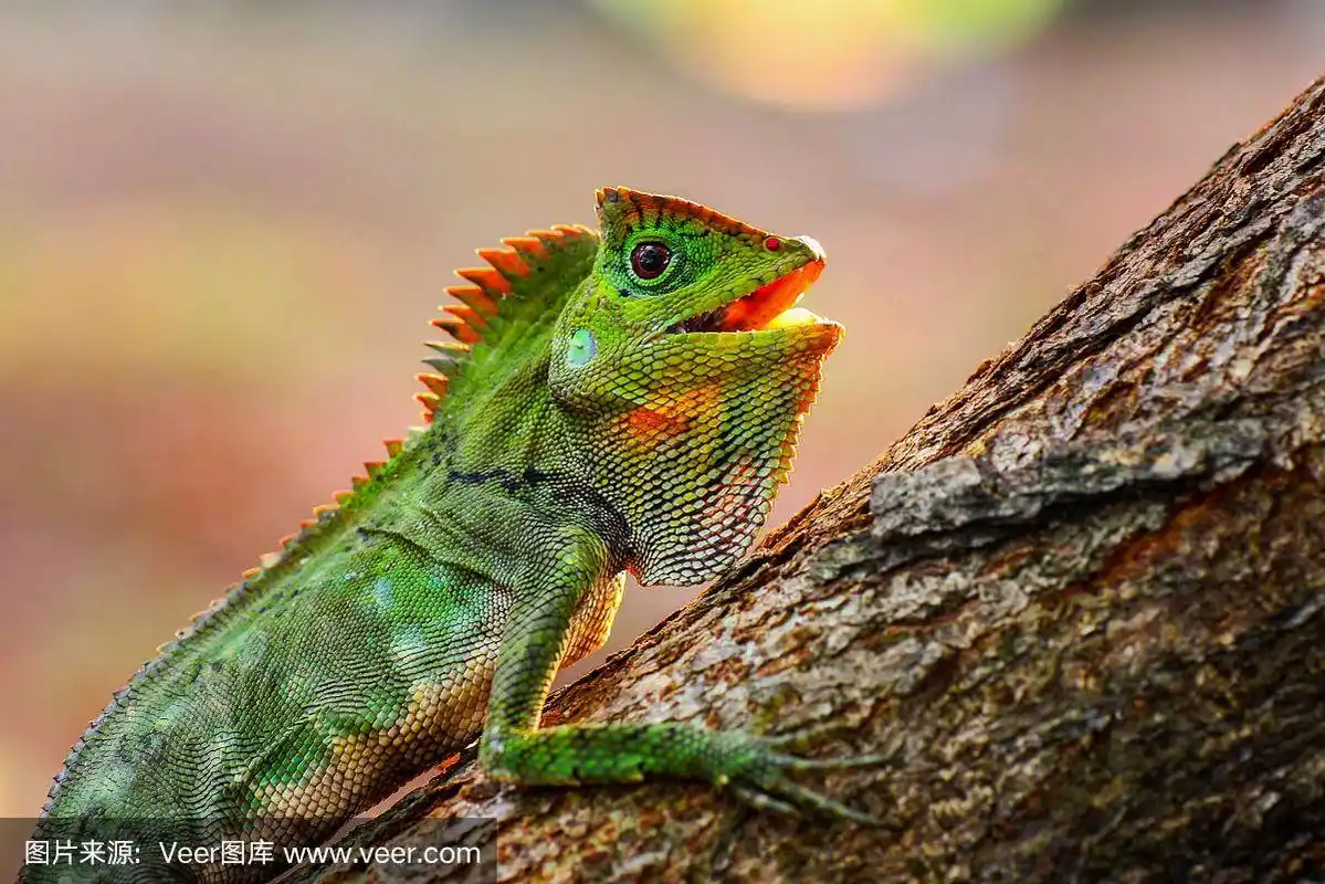 在热带花园的小枝上的龙森林蜥蜴