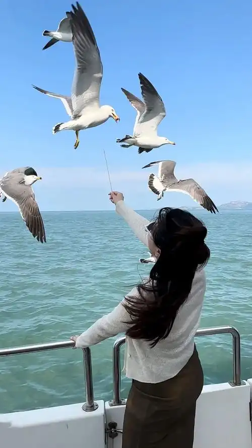 viva la vida 人生万岁!#带你去看海鸥 - 抖音
