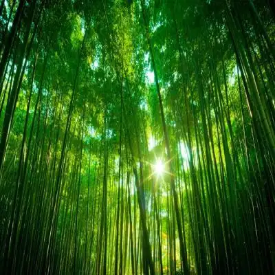 竹林风景画挂画价格