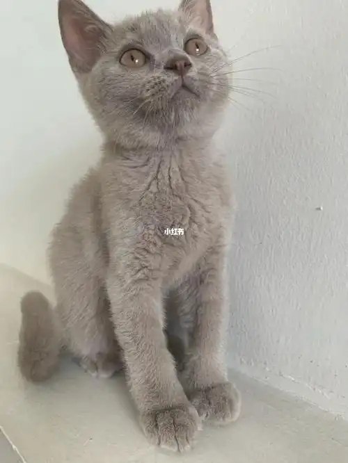 丁香色英短猫咪马来西亚