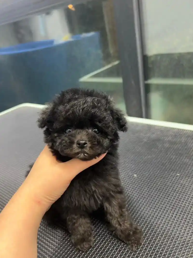 郑州超小体灰泰迪弟弟,找新家