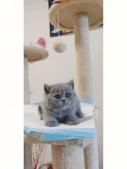 英短蓝猫蓝猫幼猫蓝胖子通州蓝猫