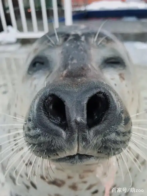 海豹卖萌不走寻常路,这个鼻孔真是相当瞩目了