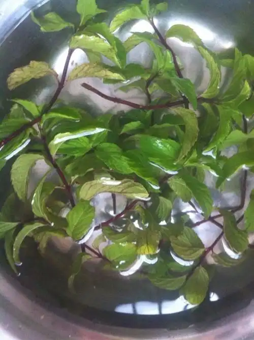 红骨薄荷鸡汤(0/4)