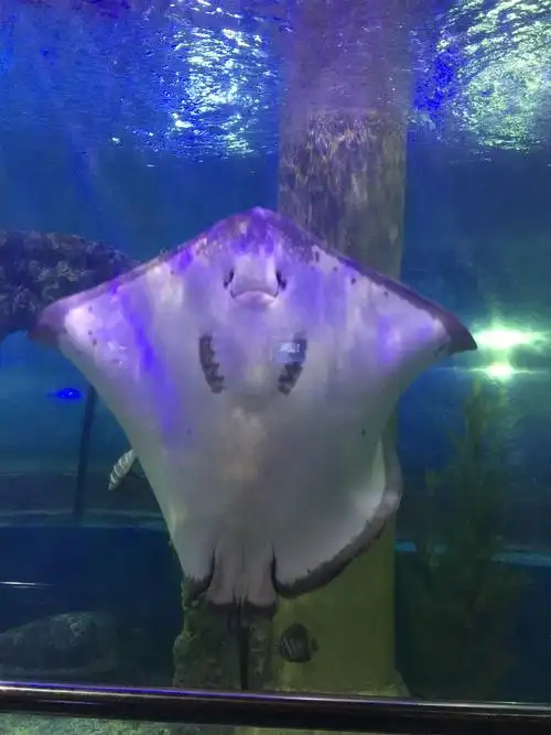 这鱼的表情特别的可爱,但是他的名字特别的奇怪可怕,它叫魔鬼鱼,长得