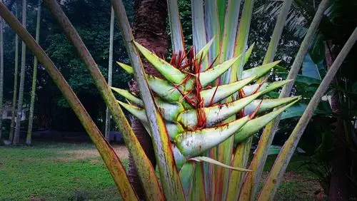 旅人木,扁芭槿,扇芭蕉,水木,孔雀树;芭蕉目旅人蕉科旅人蕉属;花语:大