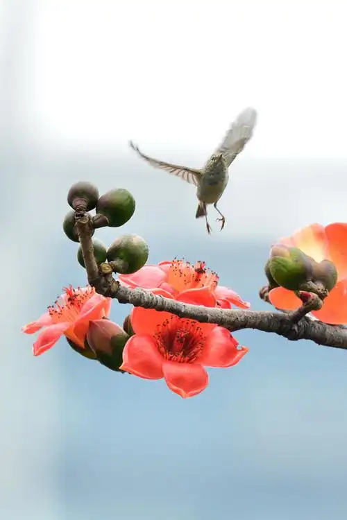 木棉花和鸟儿 (1)