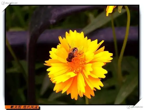 几张红的·白的·黄的花.请大家指点.