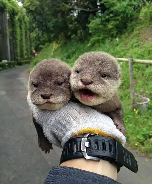 太萌了30只小动物的可爱瞬间谁的心被融化了