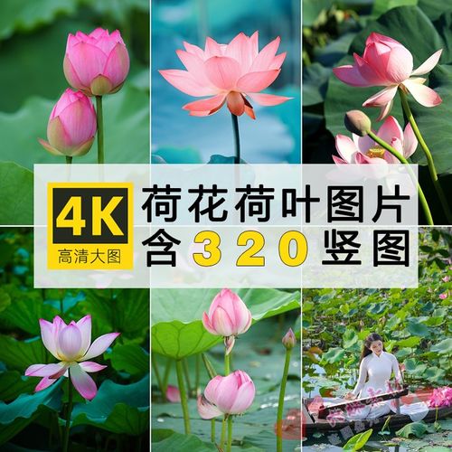 4k高清荷花图片花卉花朵摄影写生竖屏手机壁纸抖音快手自媒体素材