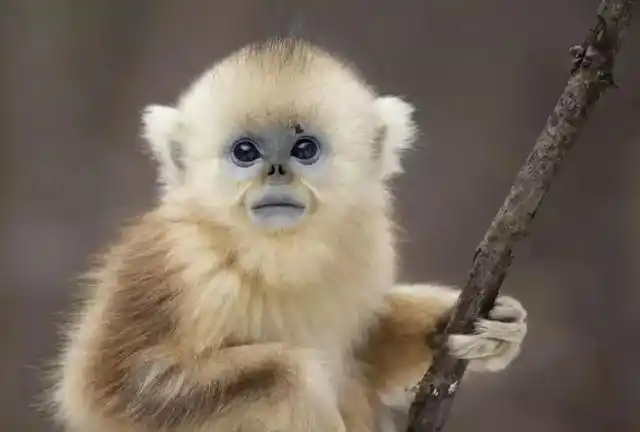 河南男子收留白毛幼猴,1年后孩子遭同学欺负,猴子护主闯弥天大祸
