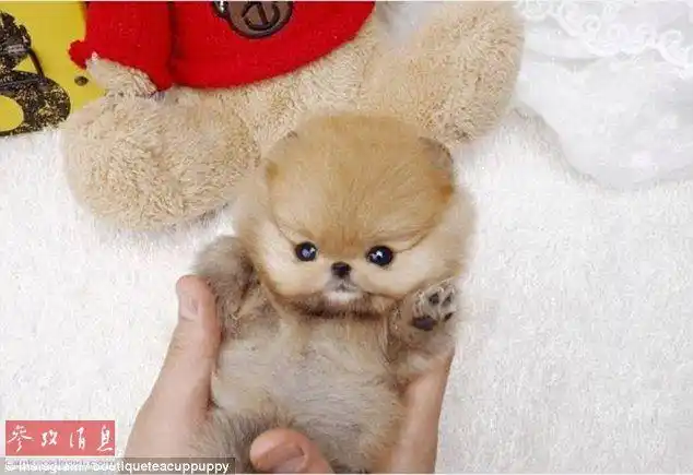 世界上最可爱的小狗?超萌茶杯犬成"网红"(组图)
