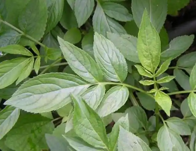 农村老中医推荐,4种常见治风湿的草药,看到了可不要错过