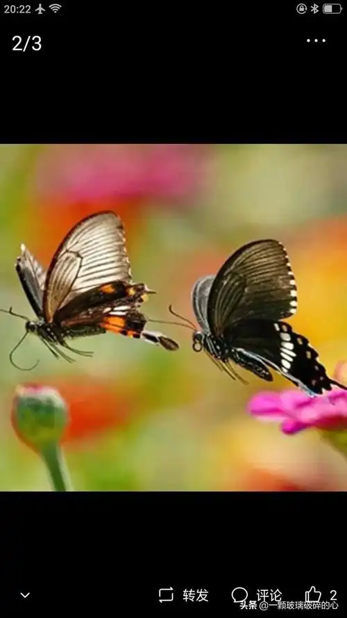 鸳鸯蝴蝶,蝶恋双双飞,飞呀飞,鸳鸯蝴蝶,蝶恋比翼双双飞要飞.