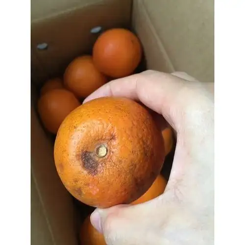 湖北秭归中华红血橙 小果 单果60-65mm 3斤 盒装 新鲜水果 橙子 脐橙