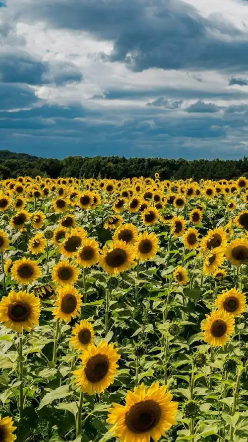小清新唯美向日葵花海风景手机壁纸