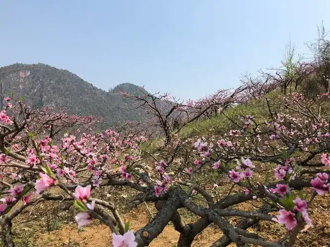 赏花 桃花别样红—贵州兴义桃花谷 写美篇十里春风不如你, 桃花绽放秀