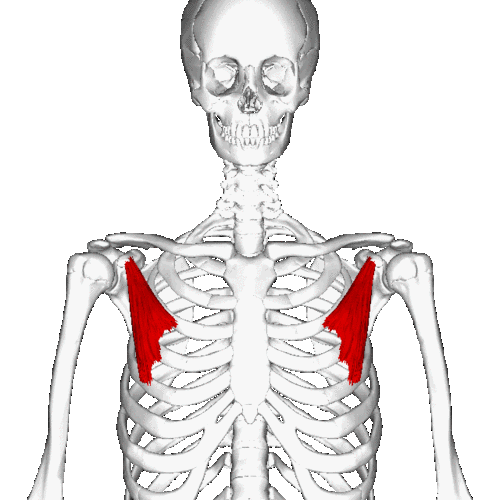 肩胛骨突出(肩胛骨突出怎么矫正)