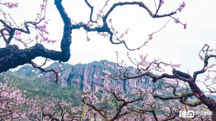 浙江天台十里桃花开十里铁甲龙