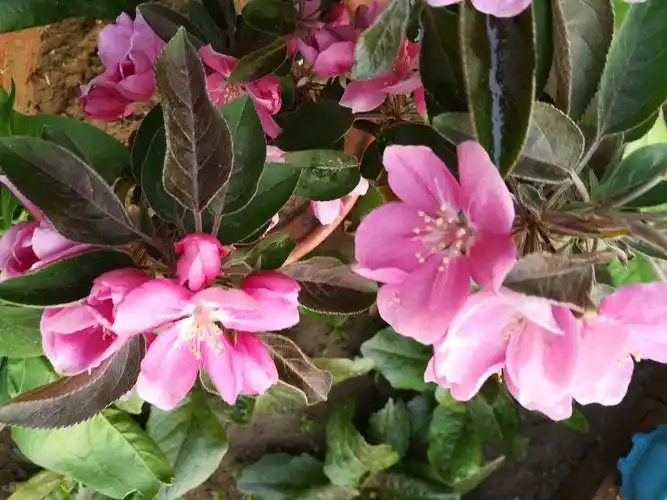 水果花系列之六十三贵人果花