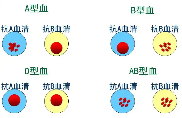 p>凝集素(lectin)是指一种从各种植物, a target="_blank" href="