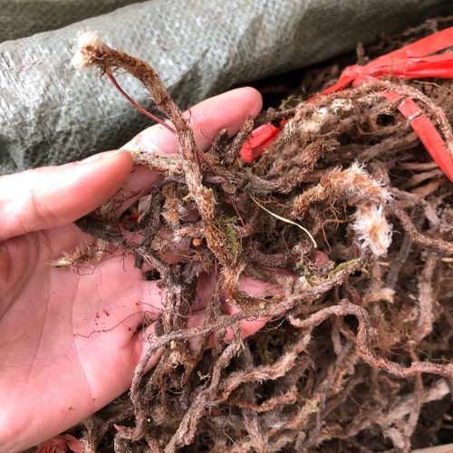 中草药白毛蛇根500克石奇蛇中药材阴石蕨石蚕老鼠尾白毛骨碎补