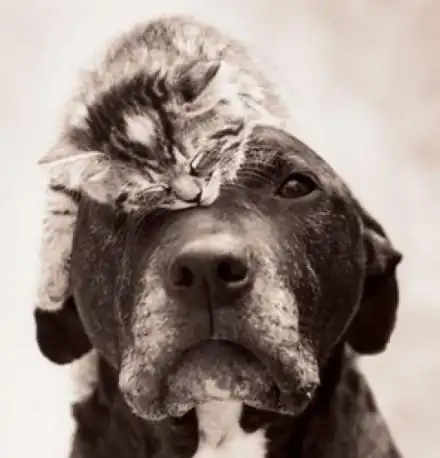 猫猫狗狗在一起