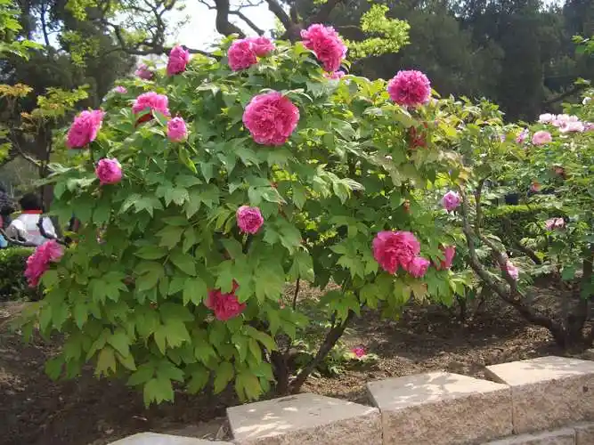 第1页_卷叶红_千层台阁型_景山牡丹