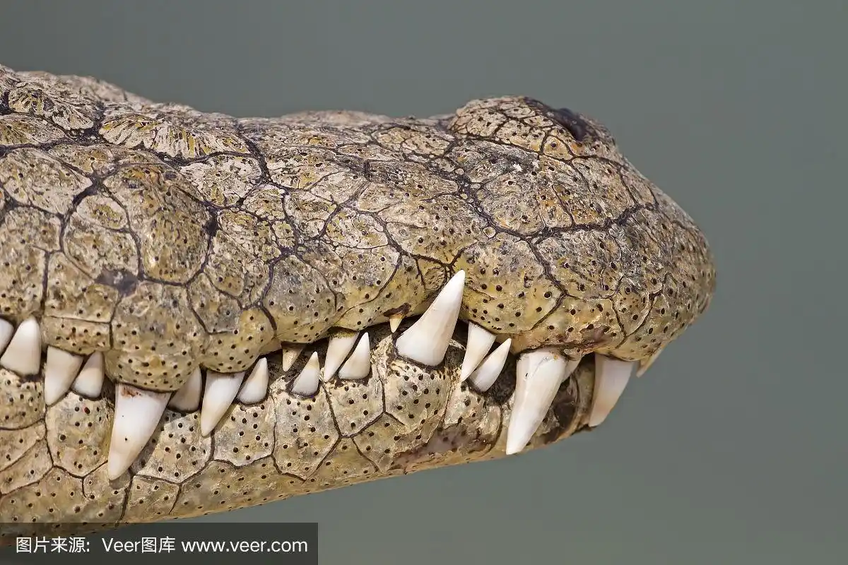 鳄鱼露出牙齿的嘴巴的特写