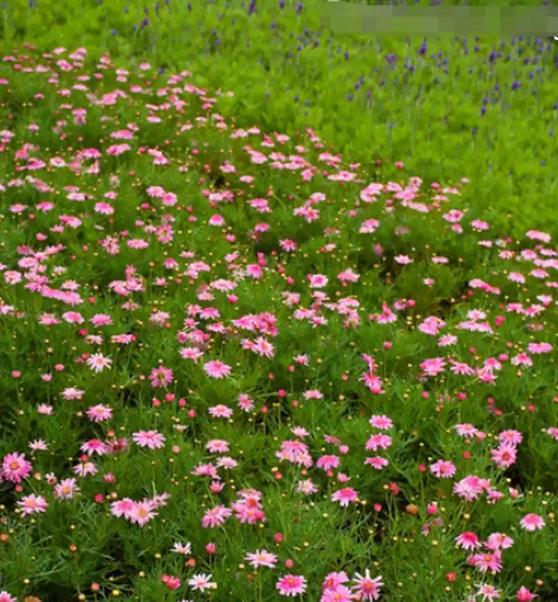 玛格丽特花(玛格丽特花语)