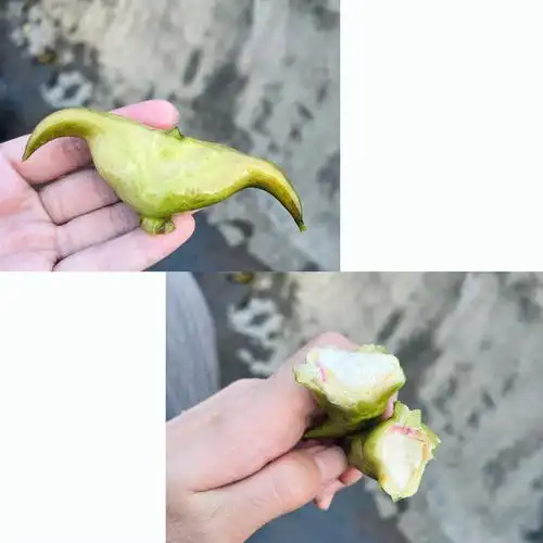 三垟湿地未开发项目菱角采摘