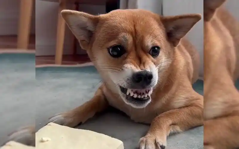 盘点那些狗狗秒怂瞬间,龇最狠的牙,认最快的怂,不愧是你