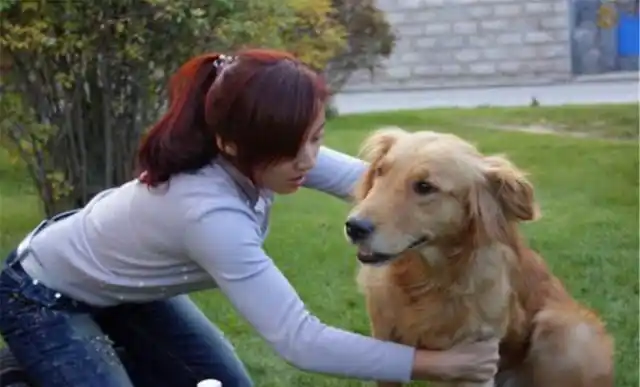 1993女鸡1994男狗婚配农历1993914男鸡跟19