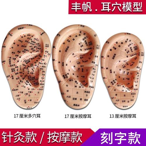丰帆高清晰耳模型耳部反射区按摩针灸标准17cm多穴位耳朵软质刻字