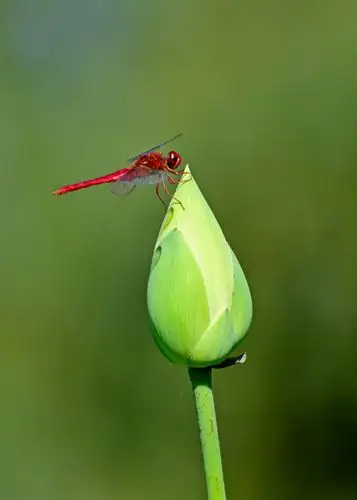 圆明园-夏日荷花.红蜻蜓.