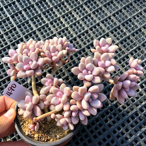 一物一拍 老桩艾伦 多头群生有桩艾伦 多肉植物