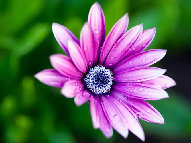 紫色的花瓣,蓝色的花芯,清晨的露水 壁纸 - 1600x1200