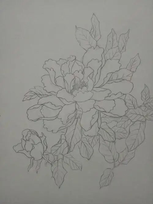 牡丹绘画过程线稿铅笔画
